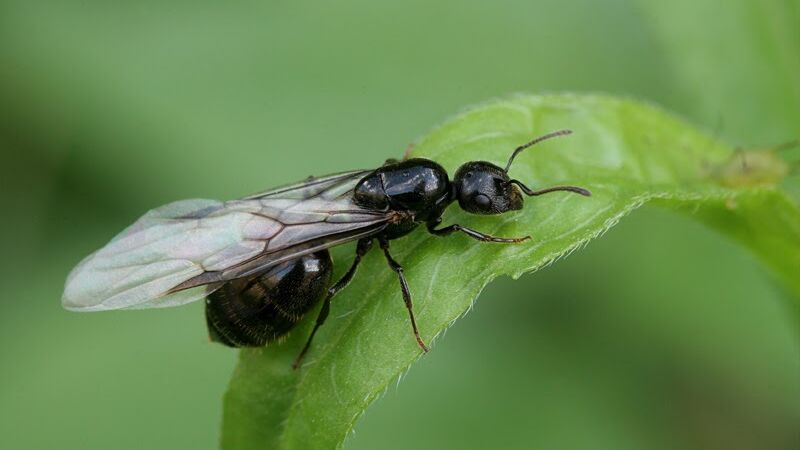 ¿Por qué las hormigas voladoras nos invaden con las primeras lluvias?