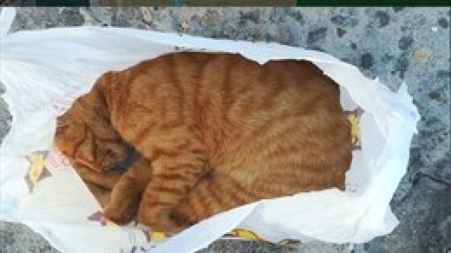 Los gatos yacen despu&eacute;s de haberlos encontrado la Guardia Civil