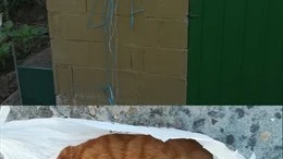 Los gatos yacen después de haberlos encontrado la Guardia Civil