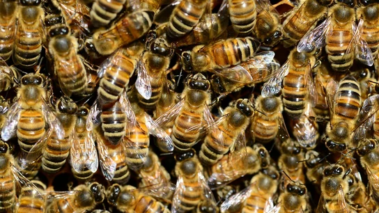 Abejas Abejas