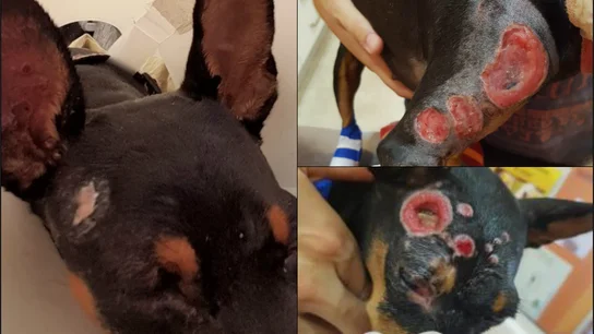 Cira, la perra quemada con ácido Cira, la perra quemada con ácido