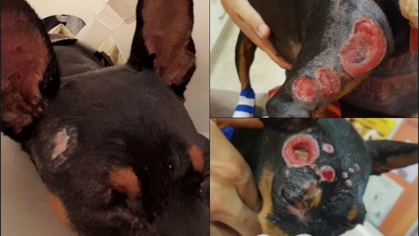Cira, la perra quemada con &aacute;cido
