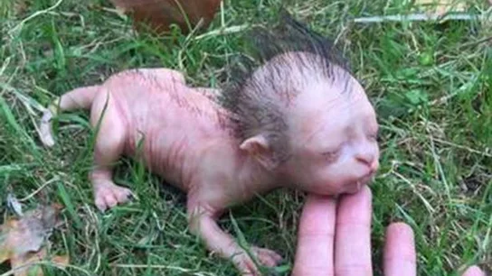 Supuesta criatura encontrada en Malasia Supuesta criatura encontrada en Malasia