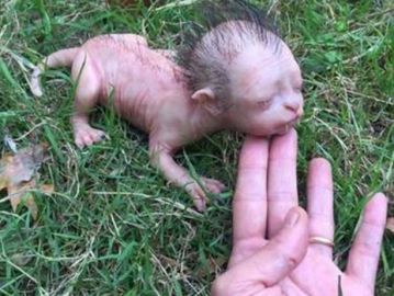 Supuesta criatura encontrada en Malasia Supuesta criatura encontrada en Malasia