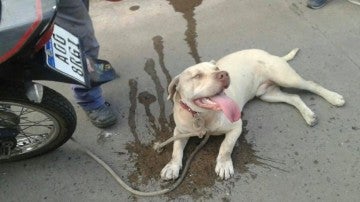 Charly, el perro rescatado 