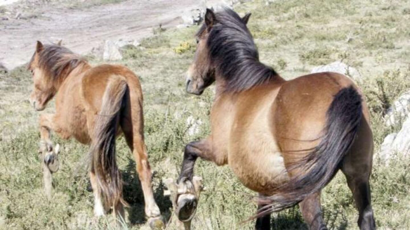 Imagen de archivo de unos caballos con cepos