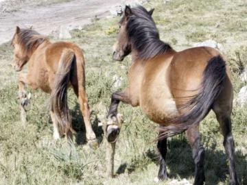 Imagen de archivo de unos caballos con cepos Imagen de archivo de unos caballos con cepos