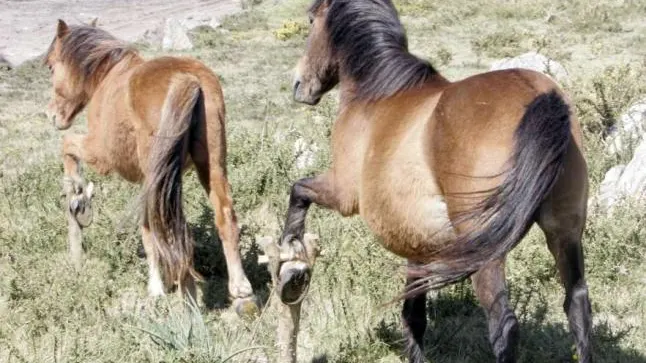 Imagen de archivo de unos caballos con cepos