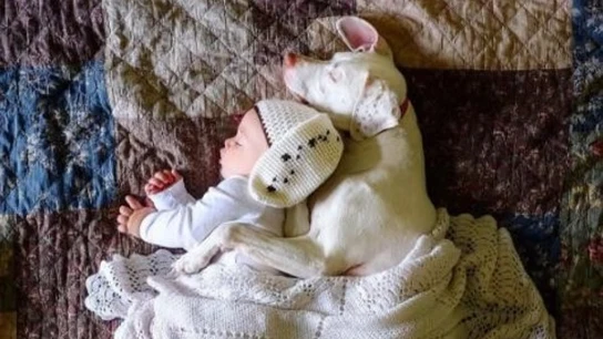 Archie y Nora Perro Abandonado