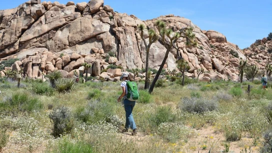 Una joven marcha por un sendero del Parque Nacional Joshua Tree Una joven marcha por un sendero del Parque Nacional Joshua Tree