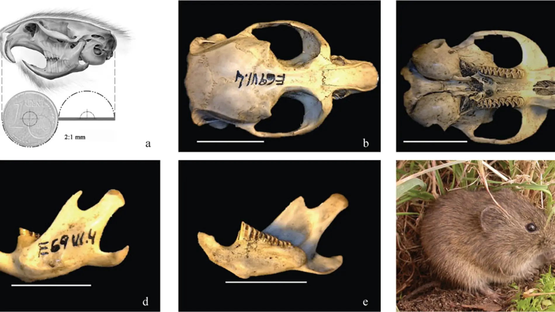 Microtus (iberomys)cabrerae_bescos et al (2014) Integrative Zoology