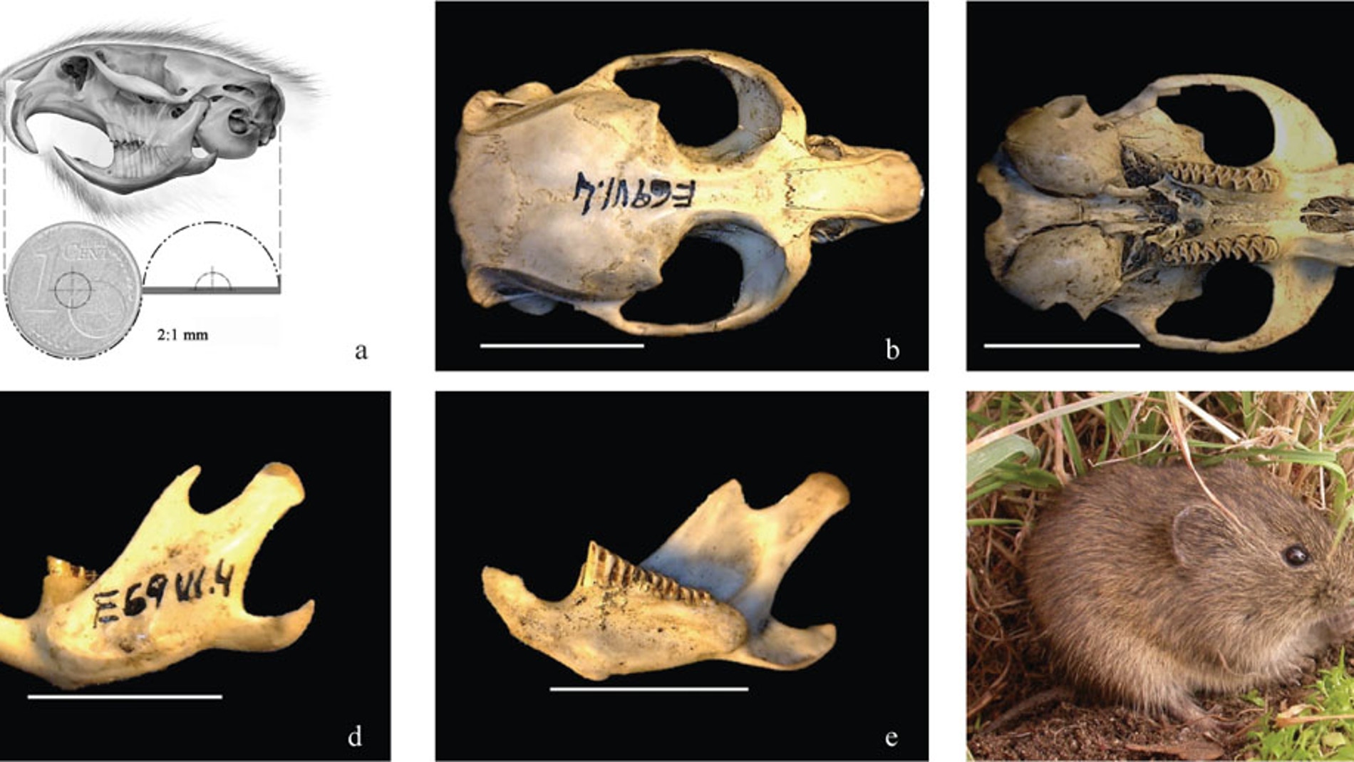Microtus (iberomys)cabrerae_bescos et al (2014) Integrative Zoology