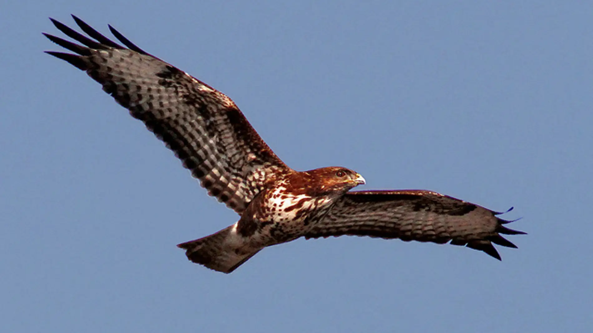 La captura y la caza ilegal amenazan todavia a las aves silvestres de Europa