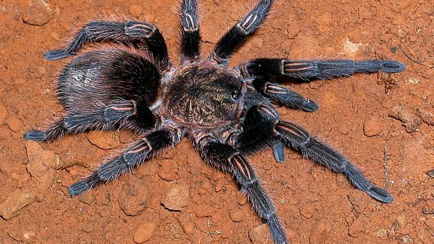 Veneno de tarantula para probar un mejor tratamiento del dolor por quemaduras Veneno de tarantula para probar un mejor tratamiento del dolor por quemaduras