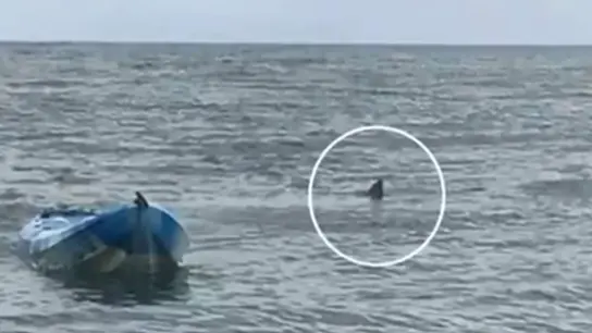 Imagen del tiburón blanco que atacó a la adolescente Imagen del tiburón blanco que atacó a la adolescente