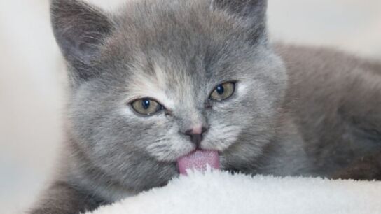 Imagen de archivo de un gato