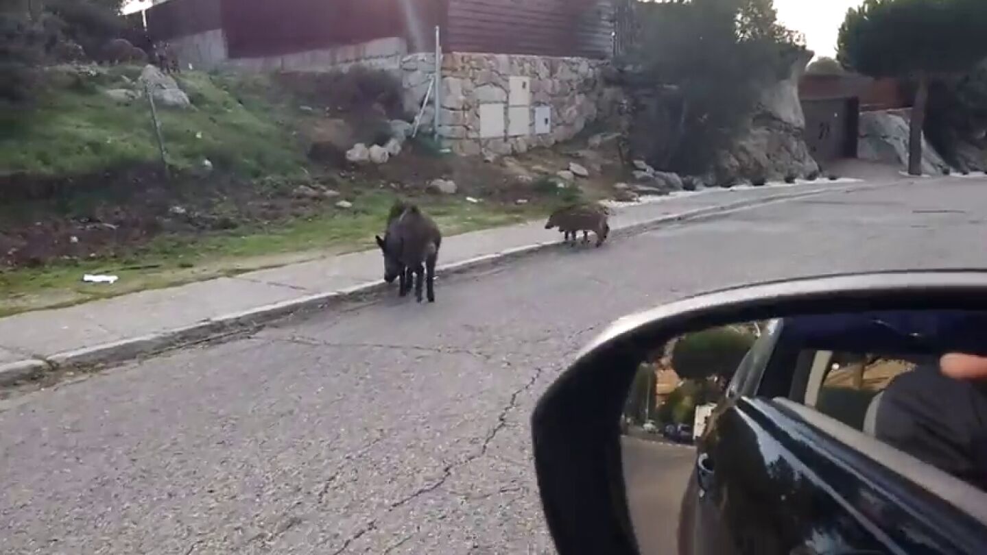 Plaga de jabal&iacute;es en algunas poblaciones de la Comunidad de Madrid
