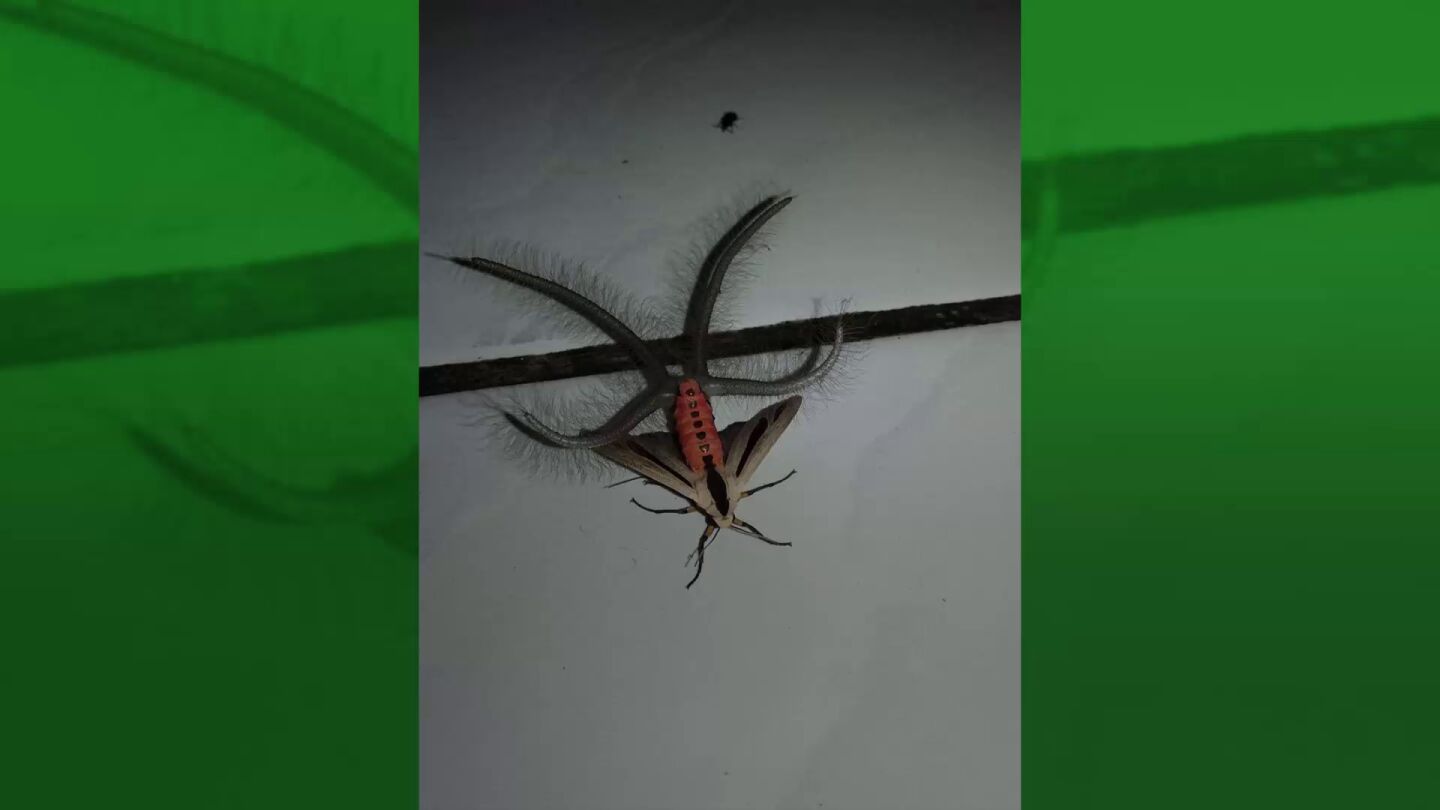 Este v&iacute;deo de un extra&ntilde;o insecto espanta a las redes