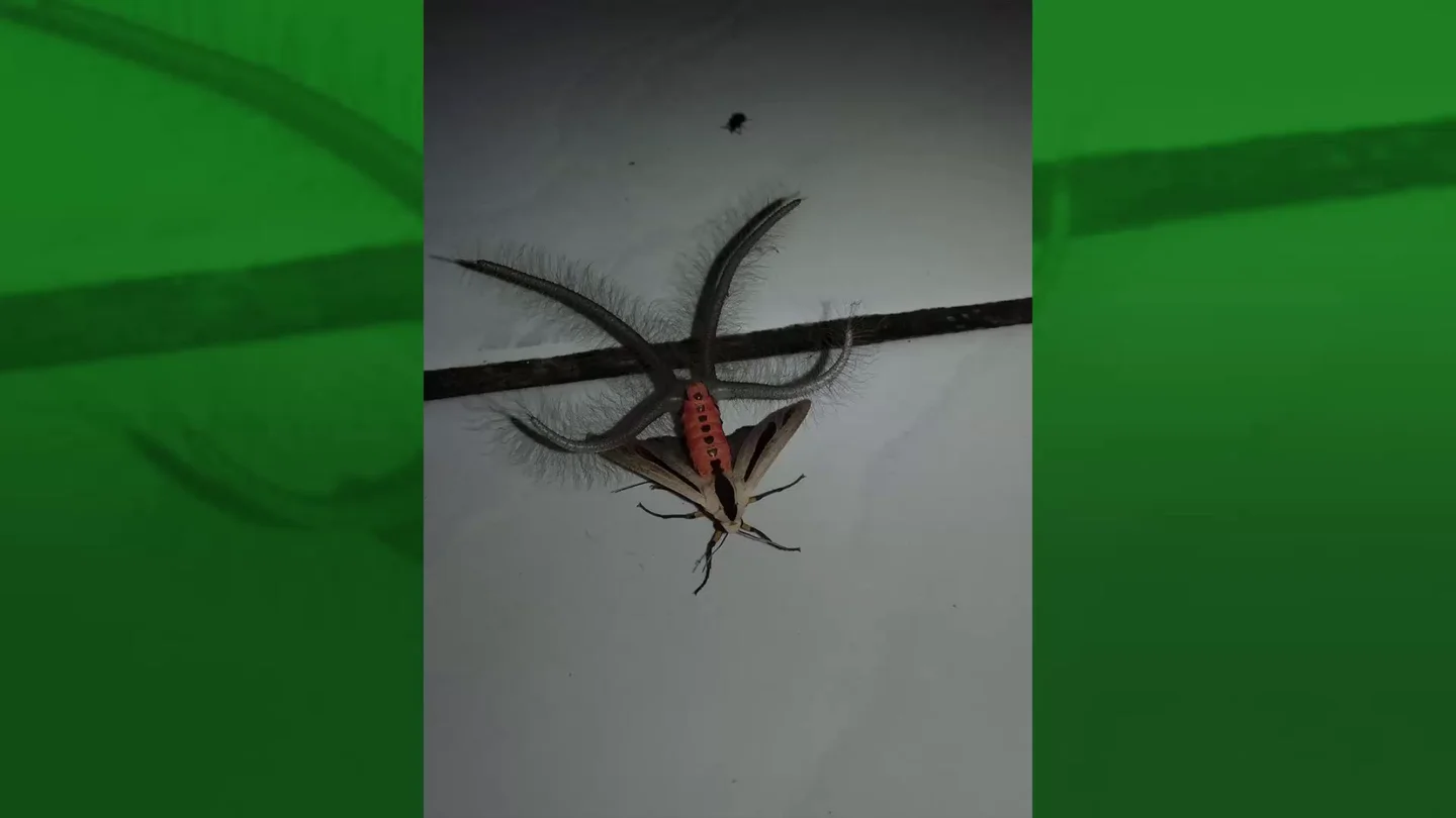 Este vídeo de un extraño insecto espanta a las redes Este vídeo de un extraño insecto espanta a las redes