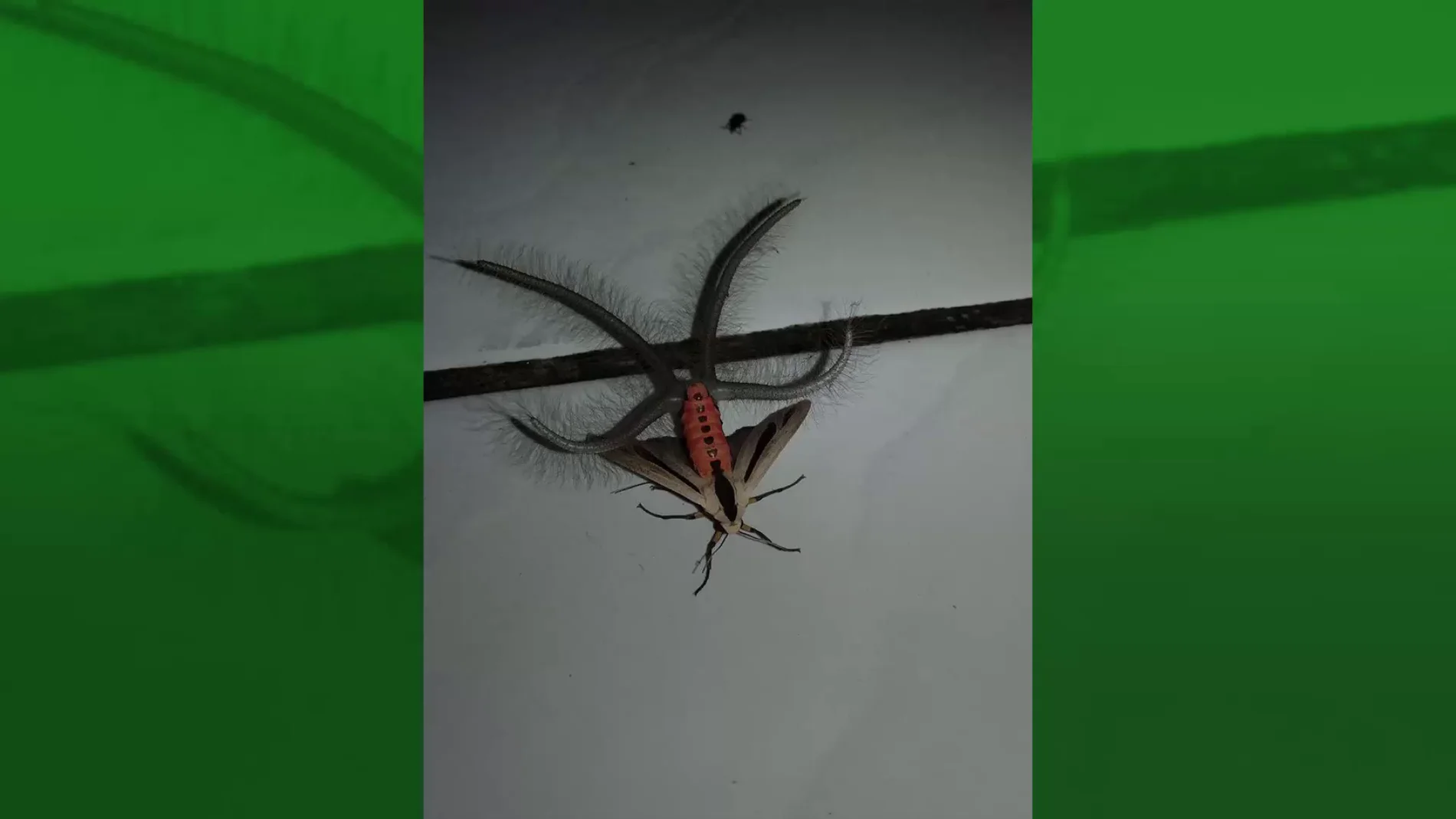 Este vídeo de un extraño insecto espanta a las redes