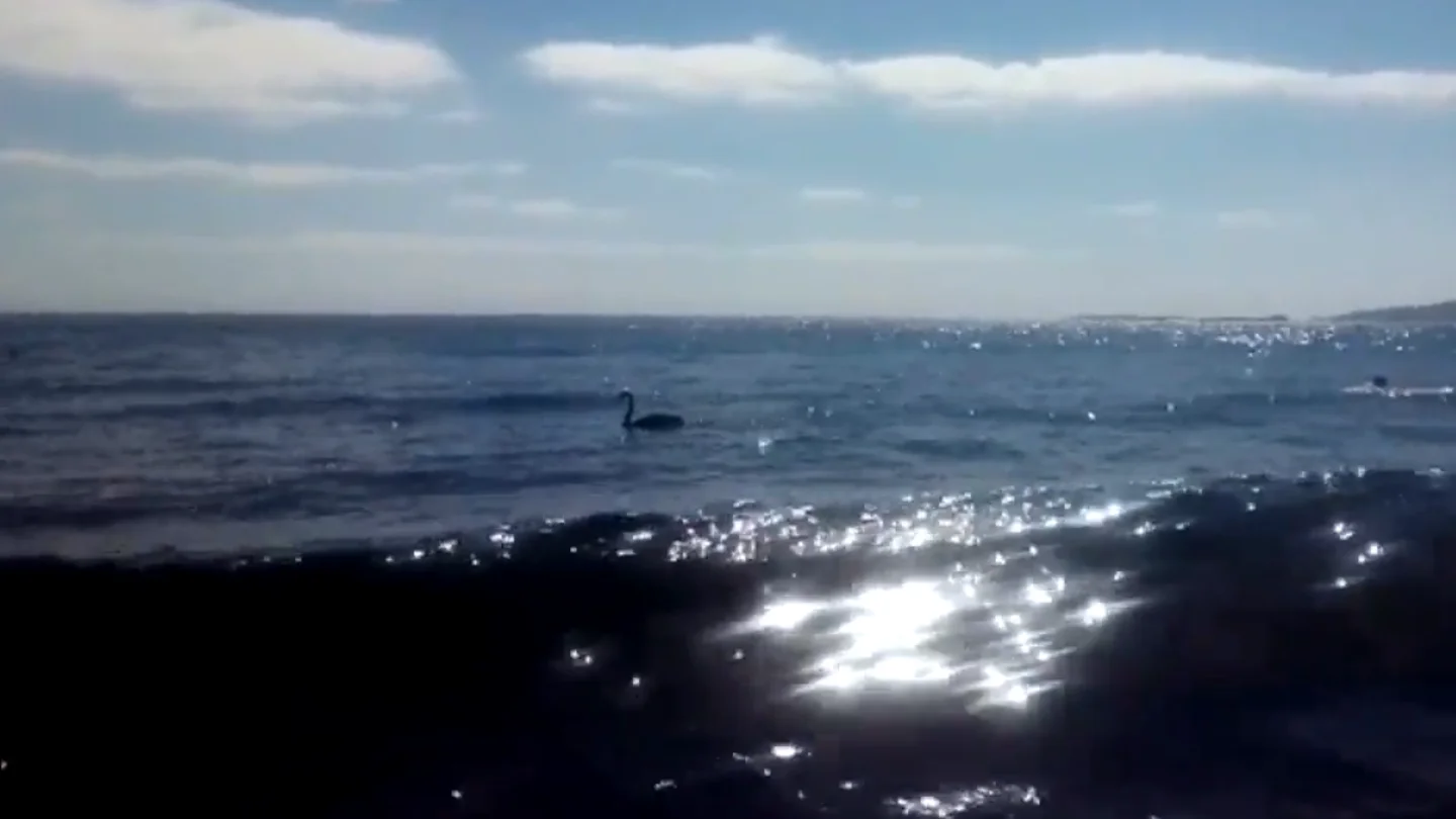 El cisne negro en la playa de la Melenara, Gran Canaria El cisne negro en la playa de la Melenara, Gran Canaria