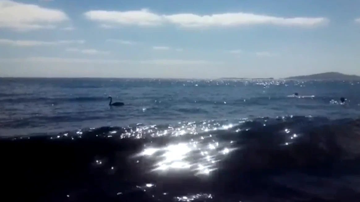 El cisne negro en la playa de la Melenara, Gran Canaria