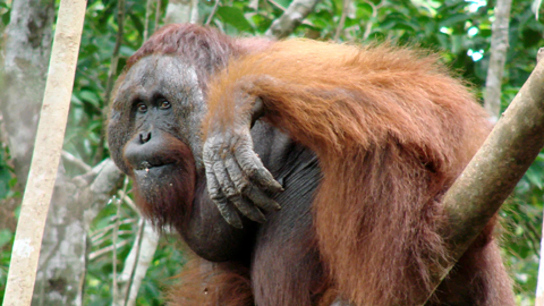 La nueva especie de orangután