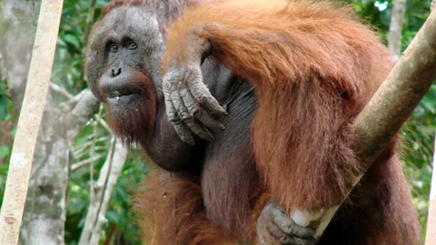 La nueva especie de orangután