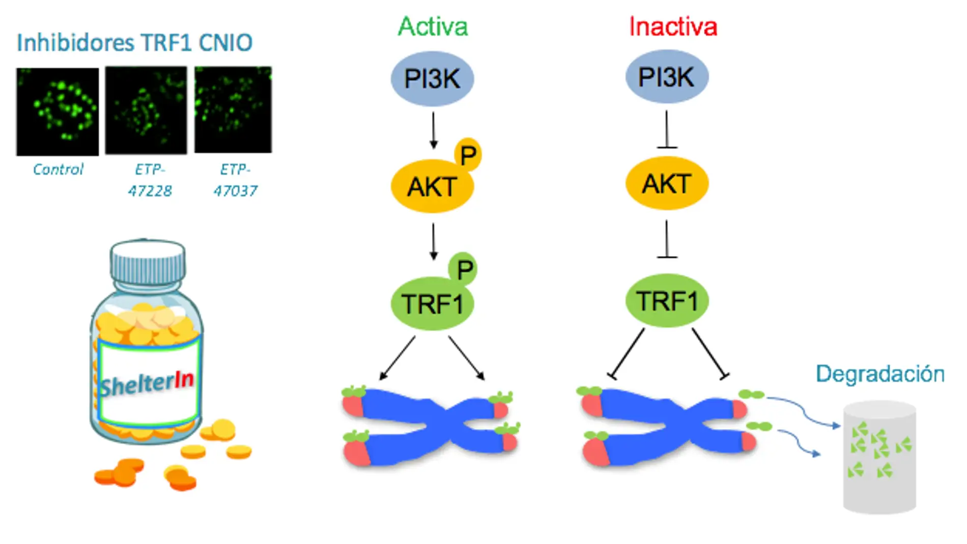 La vía PI3K y TRF1, protector del telómero, están funcionalmente conectados / CNIO