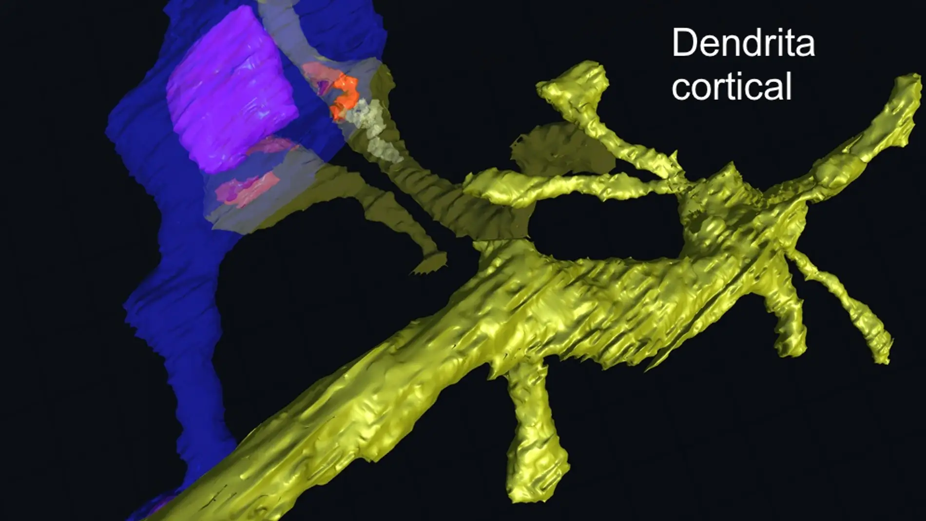 Miden las sinapsis que conectan el cerebro con los sentidos