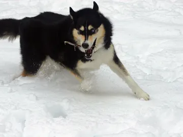 Hay algo en nuestra sangre que atrae a los depredadores Hay algo en nuestra sangre que atrae a los depredadores