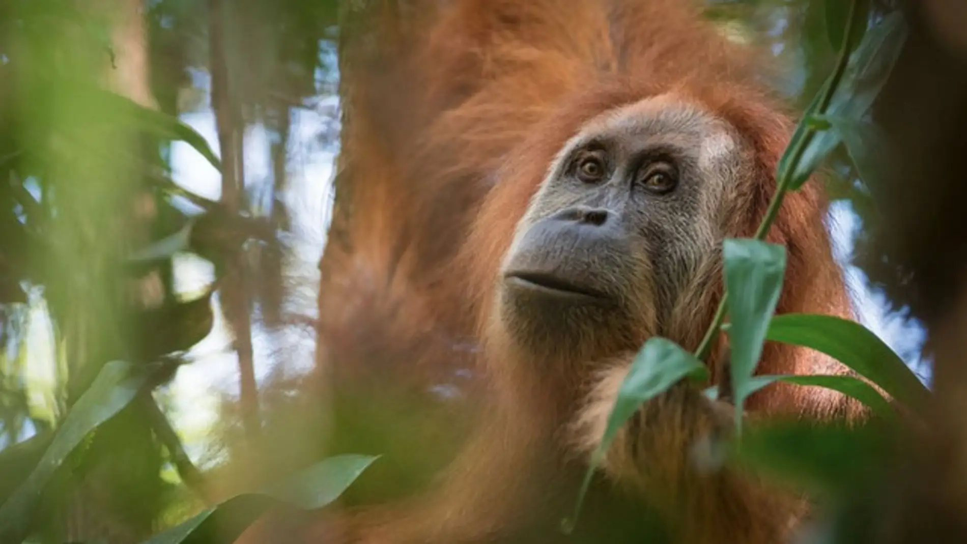 Una nueva especie de orangutan descubierta en Sumatra esta casi extinta