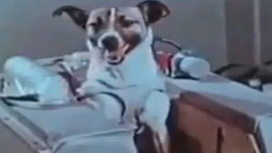 Imagen de la perra Laika