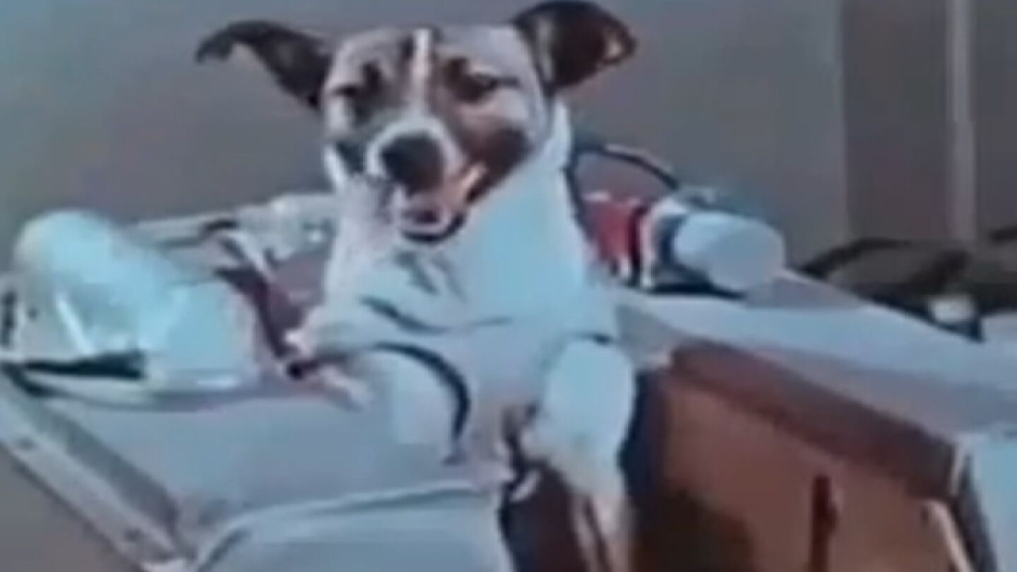 Imagen de la perra Laika