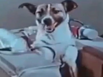 Imagen de la perra Laika Imagen de la perra Laika