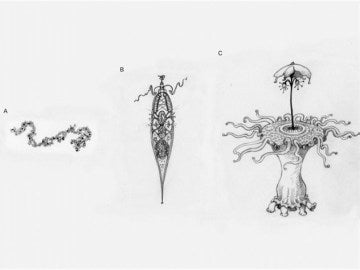Los extraterrestres pueden ser más parecidos a nosotros de lo que nos pensamos Los extraterrestres pueden ser más parecidos a nosotros de lo que nos pensamos
