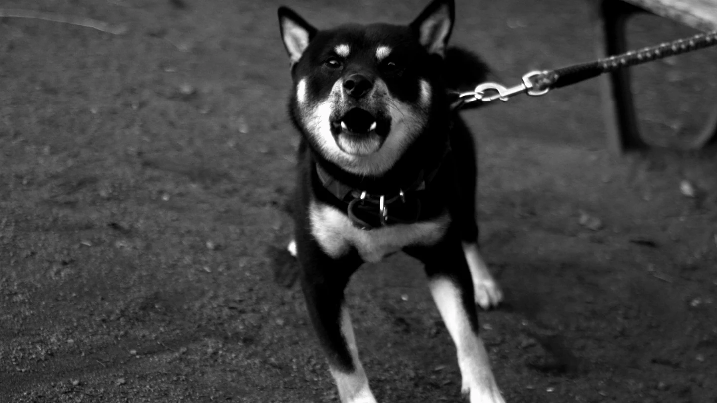 Imagen de archivo de un perro Imagen de archivo de un perro