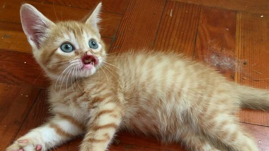 Nigel, el gato sin hocico que busca una familia por Instagram