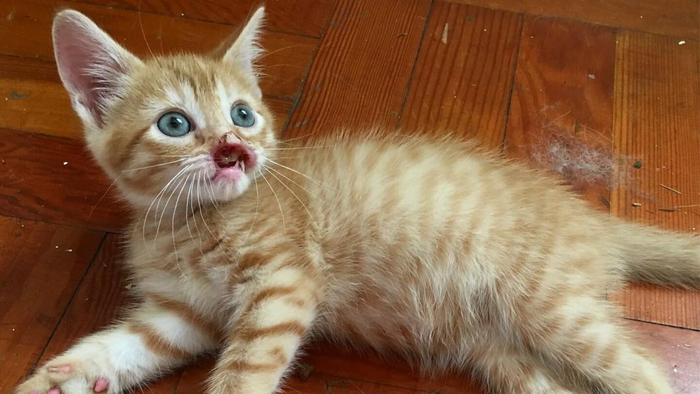 Nigel, el gato sin hocico que busca una familia por Instagram