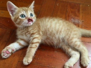 Nigel, el gato sin hocico que busca una familia por Instagram Nigel, el gato sin hocico que busca una familia por Instagram