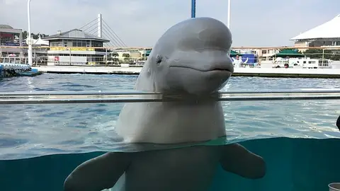 Imagen de archivo de una ballena beluga Imagen de archivo de una ballena beluga