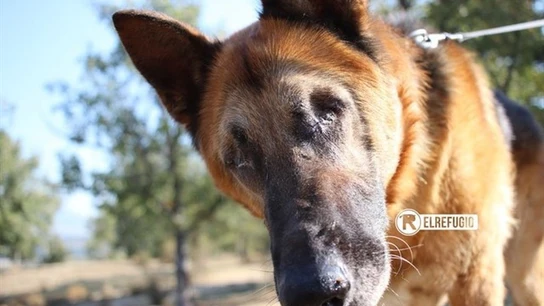 Alan, un pastor alemán ciego rescatado por El Refugio Alan, un pastor alemán ciego rescatado por El Refugio