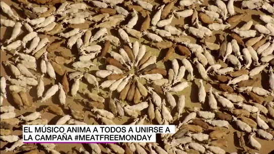 ¿Sabías que comer carne acelera el cambio climático?: #MeatFreeMonday, la campaña contra la 'agricultura animal' para salvar el planeta ¿Sabías que comer carne acelera el cambio climático?: #MeatFreeMonday, la campaña contra la 'agricultura animal' para salvar el planeta