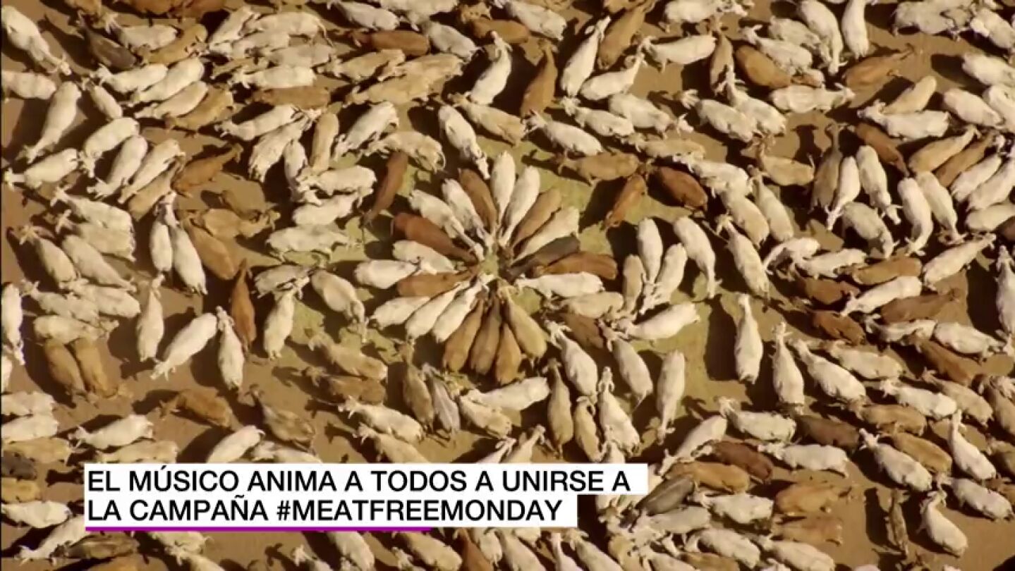 &iquest;Sab&iacute;as que comer carne acelera el cambio clim&aacute;tico?: #MeatFreeMonday, la campa&ntilde;a contra la 'agricultura animal' para salvar el planeta