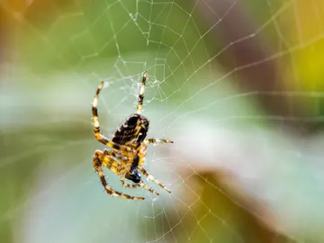 Tela de araña Tela de araña