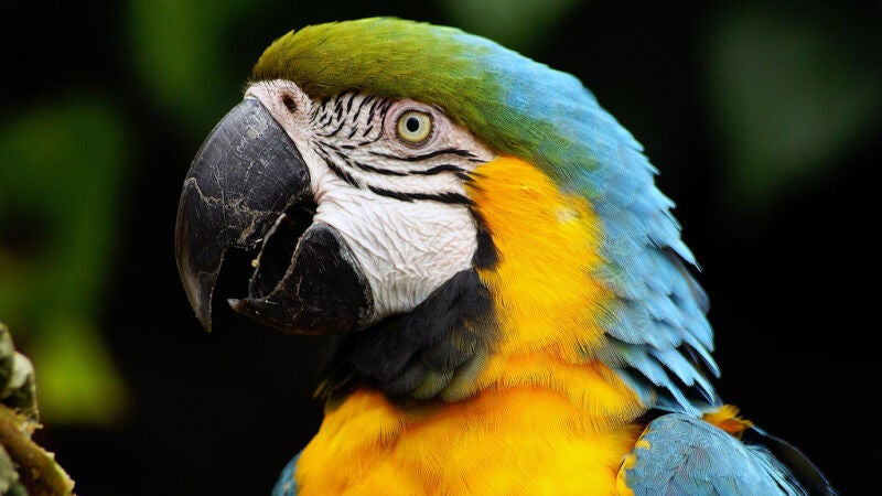 ¿Por qué pueden hablar los loros?