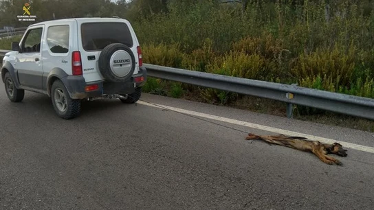 Imagen del estado en el que quedó el perro Imagen del estado en el que quedó el perro