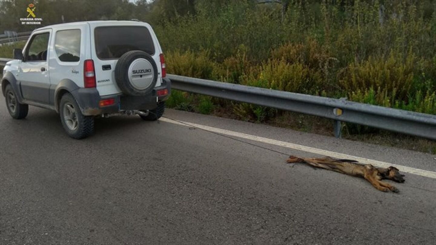 Imagen del estado en el que qued&oacute; el perro