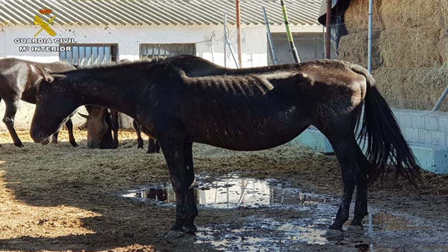 Uno de los caballos encontrados con graves deficiencias de nutrici&oacute;n