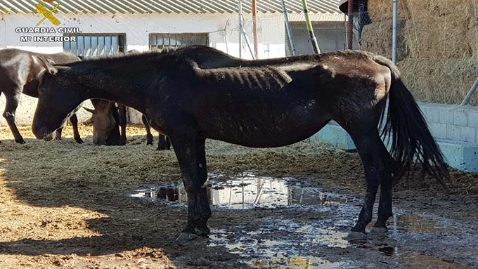 Uno de los caballos encontrados con graves deficiencias de nutrición